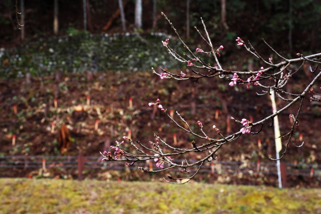 2017年 植林ツアーブログ