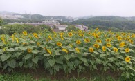 第53回：ひまわりからゴッホ