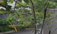 第80回：緑化の効用