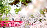 桜花爛漫
