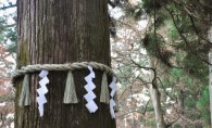 新年に出会う神社の木<BR>─ご神木が教えてくれる“木と生きる力”