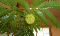 インテリアグリーンで素敵な生活を！＠蟹江展示場