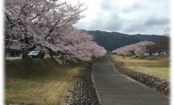 桜！！