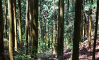 第30回：森の声が聞こえる