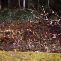 2017年 植林ツアーブログ