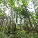 木の家は認知症に効果あり！