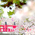 桜花爛漫