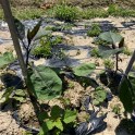 夏野菜の苗を植えました🌿