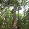 東白川村の桧と神棚
