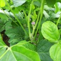 この花わかりますか？