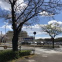 無垢の床材「カバ桜」