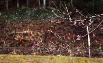 2017年 植林ツアーブログ