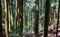 第30回：森の声が聞こえる