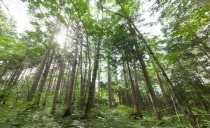 木の家は認知症に効果あり！