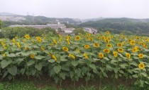 第53回：ひまわりからゴッホ