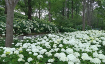 第76回：紫陽花と庭