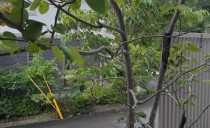 第80回：緑化の効用