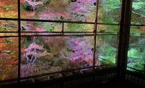 第83回：夜の京都の紅葉