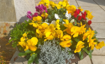 第86回：ビタミンカラーの冬の花