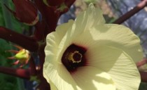 第92回：オクラの花