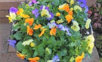 第98回：シックカラーの冬の花