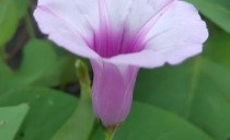 第107回：さつまいもの花