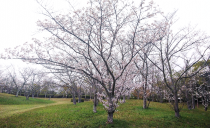 第111回：桜とサクラ材