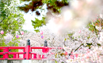 桜花爛漫