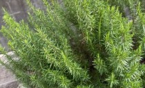 お庭におすすめの植栽のご紹介🌿