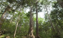 東白川村の桧と神棚