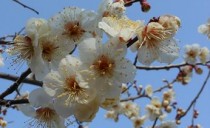 祝！蟹江展示場木にな～るブログ♪