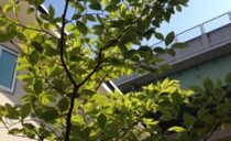 一宮展示場も春爛漫！
