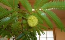 インテリアグリーンで素敵な生活を！＠蟹江展示場