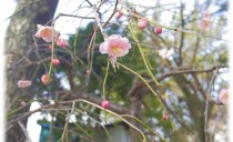 とびだせ！鶴舞公園＠黒川展示場