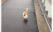 木材センターより　木にな～るはなし⑧
