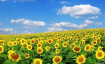 夏本番！