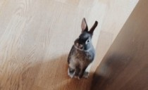ペットのおはなし