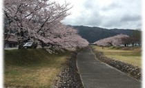 桜！！