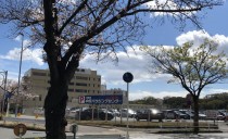 無垢の床材「カバ桜」