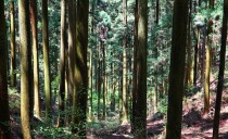 第30回：森の声が聞こえる