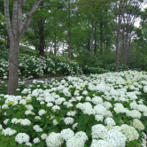 第76回：紫陽花と庭