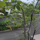 第80回：緑化の効用