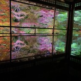 第83回：夜の京都の紅葉