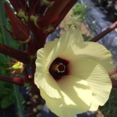 第92回：オクラの花