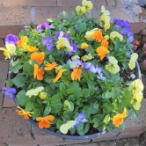第98回：シックカラーの冬の花