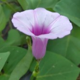 第107回：さつまいもの花