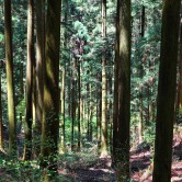 第30回：森の声が聞こえる