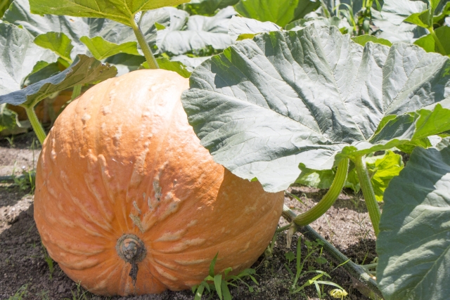 junbo_pumpkin