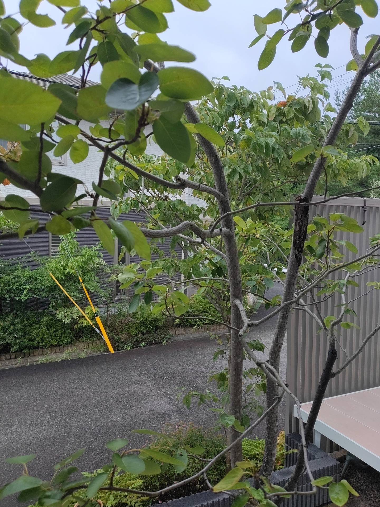 木
