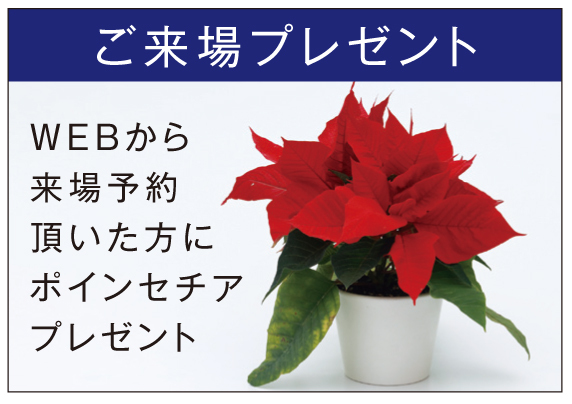 present_Poinsettia